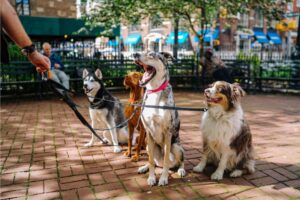 5 Benefits of Dog Playgroups for Socialization