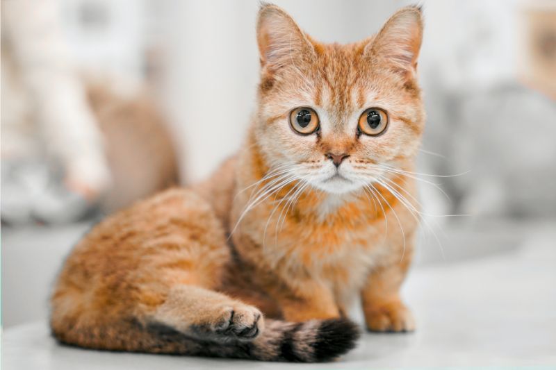 Best Exotic Cat to Own: Your Perfect Match #obimagazine #obimag #exoticcat #exoticbreed #exoticcattoown #preventmatting #perfectpet