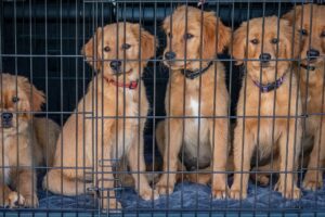 Foster Care for Dogs: A Beacon of Hope