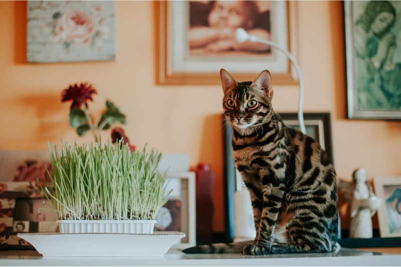 The Secrets of Exotic Cats: What Makes Them Truly Unique? #obimagazine #obimag #exoticpet #exoticcatowners #persianbreed #bengalcats #secretsofexoticcats