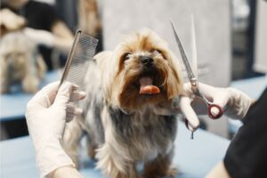 Untangle the Knots: 7 Dog Grooming Tips