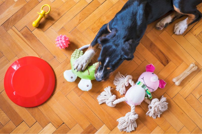 7 Importance of Creating a Home Play Area for Your Dog #dog play area #obi mag #obi magazine #pet playroom ideas